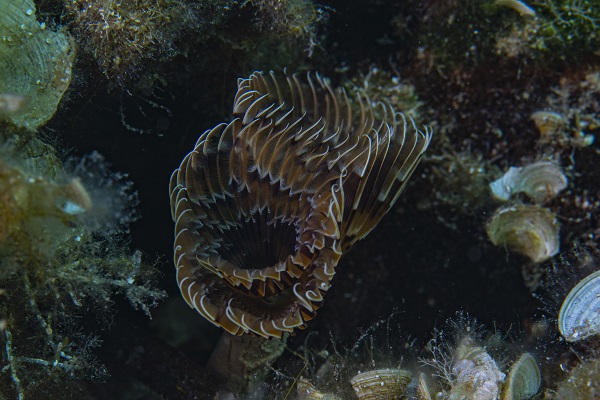 Foto - İşte su altının gizli dünyası 