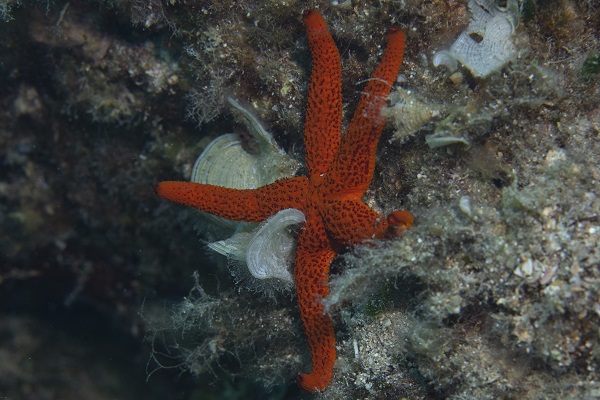 Foto - İşte su altının gizli dünyası 