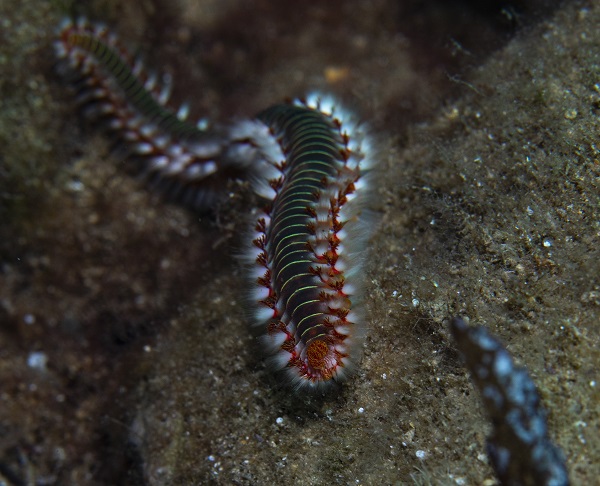 Foto - İşte su altının gizli dünyası 