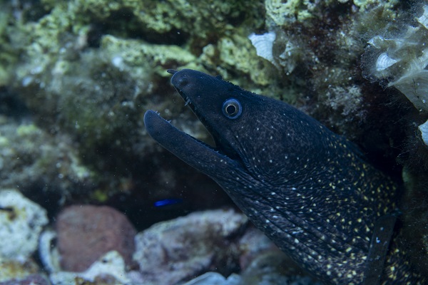 Foto - İşte su altının gizli dünyası 