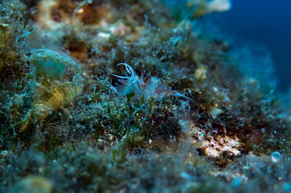 Foto - İşte su altının gizli dünyası 