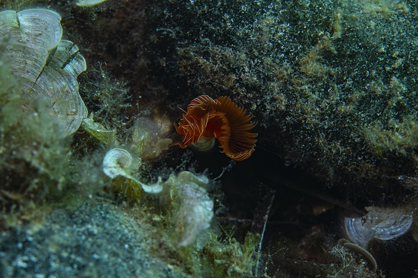 Foto - İşte su altının gizli dünyası 