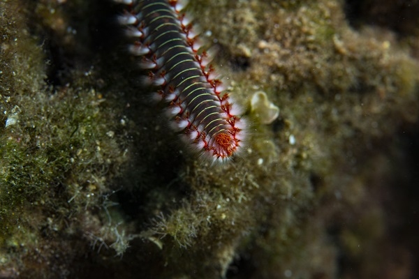 Foto - İşte su altının gizli dünyası 