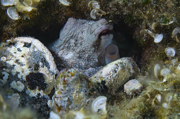Foto - İşte su altının gizli dünyası 