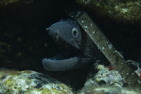 Foto - İşte su altının gizli dünyası 