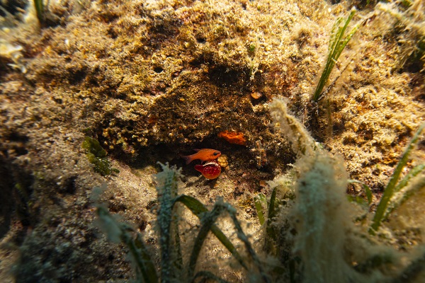 Foto - İşte su altının gizli dünyası 
