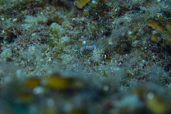 Foto - İşte su altının gizli dünyası 