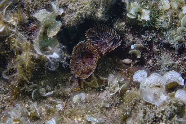 Foto - İşte su altının gizli dünyası 