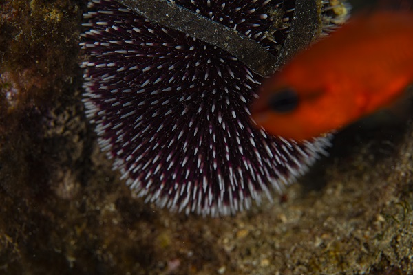 Foto - İşte su altının gizli dünyası 