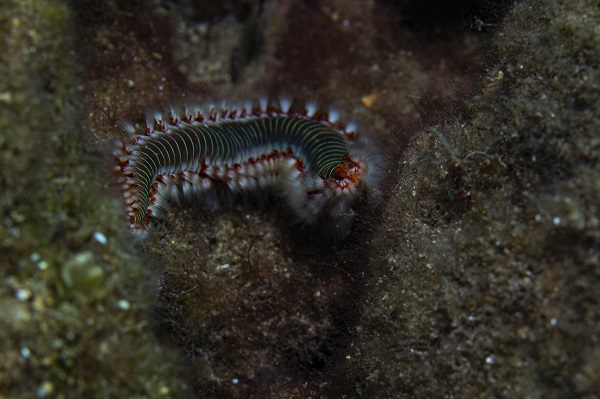 Foto - İşte su altının gizli dünyası 