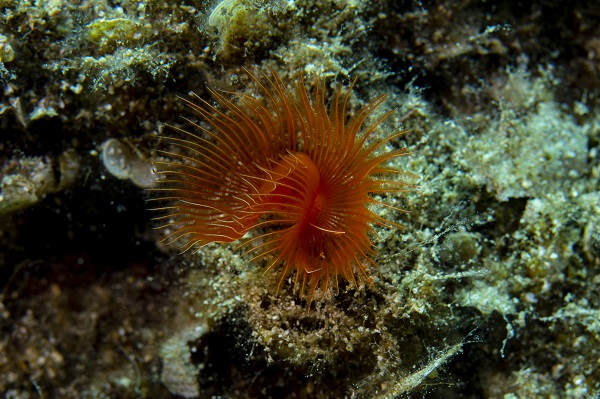 Foto - İşte su altının gizli dünyası 