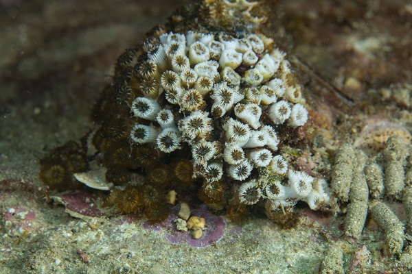 Foto - İşte su altının gizli dünyası 