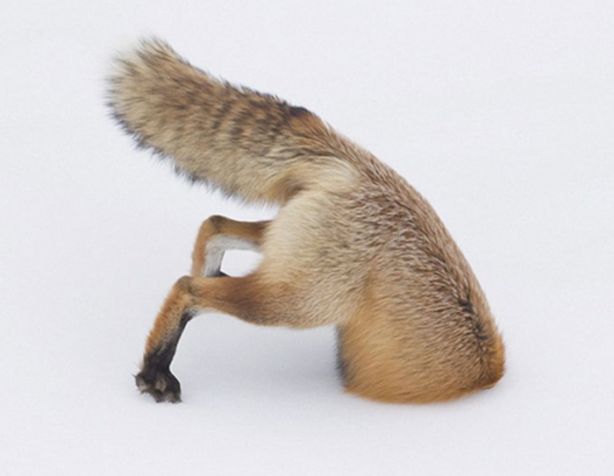 Foto - İşte tilkinin kurnazlığı! Saniyeler sürdü