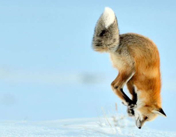 Foto - İşte tilkinin kurnazlığı! Saniyeler sürdü