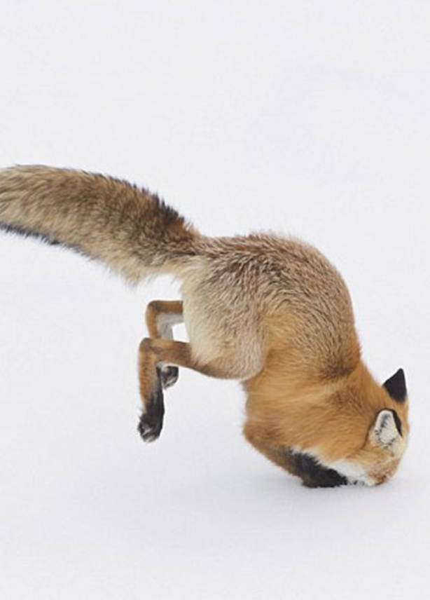 Foto - İşte tilkinin kurnazlığı! Saniyeler sürdü