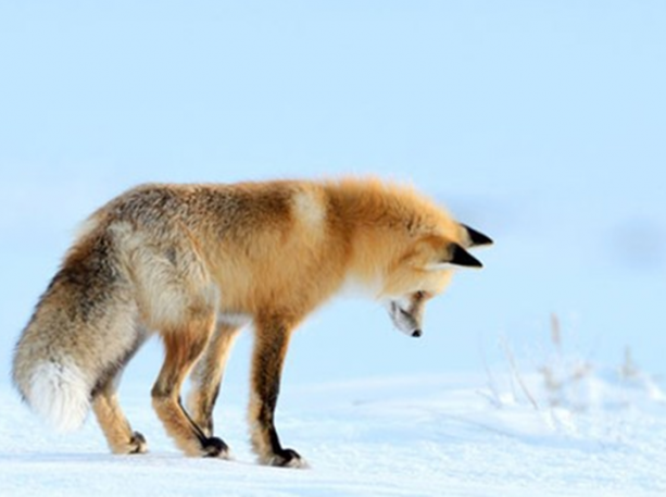 Foto - İşte tilkinin kurnazlığı! Saniyeler sürdü