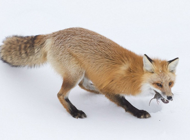 Foto - İşte tilkinin kurnazlığı! Saniyeler sürdü