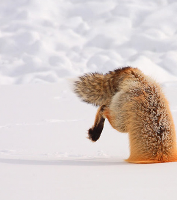 Foto - İşte tilkinin kurnazlığı! Saniyeler sürdü