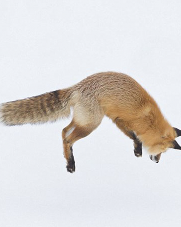 İşte tilkinin kurnazlığı! Saniyeler sürdü