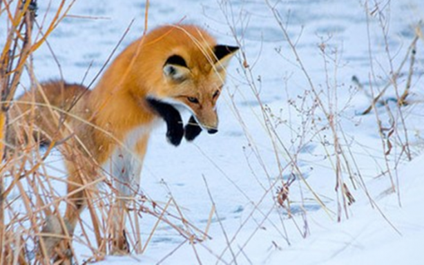 Foto - İşte tilkinin kurnazlığı! Saniyeler sürdü