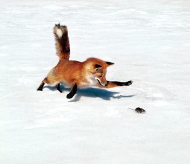 Foto - İşte tilkinin kurnazlığı! Saniyeler sürdü