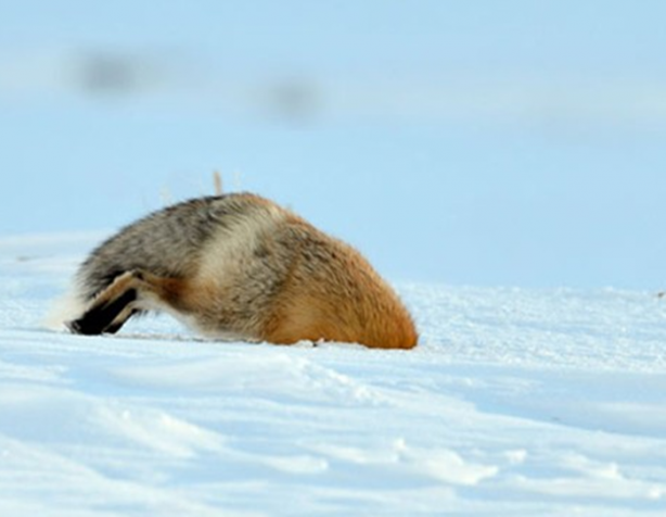 Foto - İşte tilkinin kurnazlığı! Saniyeler sürdü