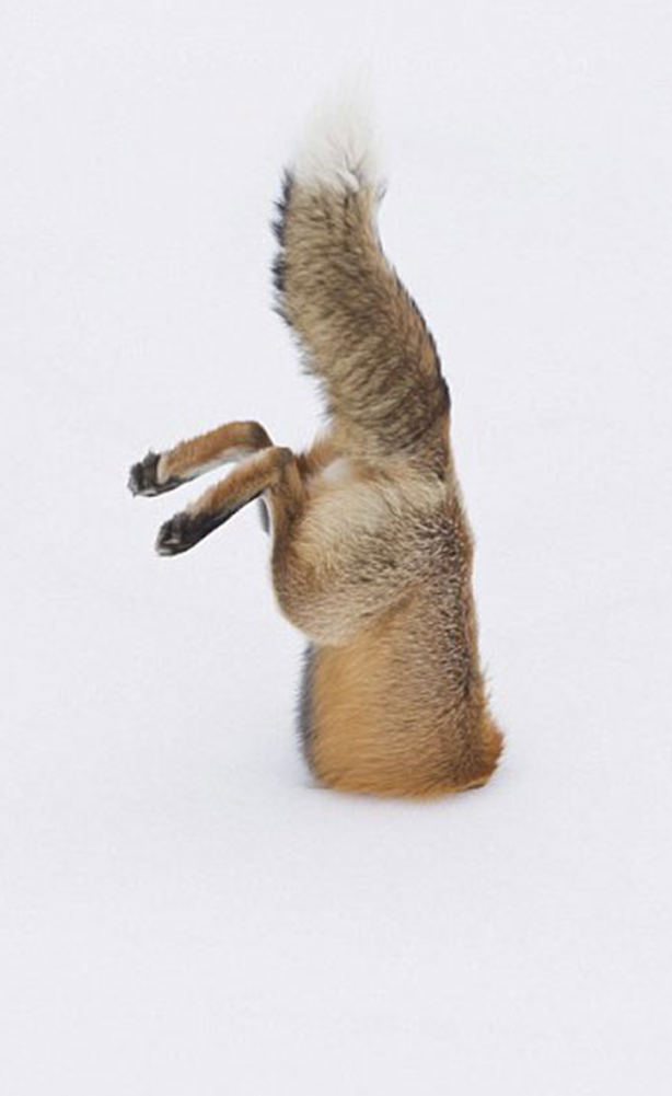 Foto - İşte tilkinin kurnazlığı! Saniyeler sürdü