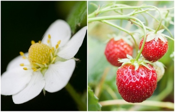 Foto - İşte tok kalmanızı sağlayacak yiyecekler
