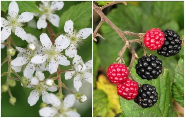 Foto - İşte tok kalmanızı sağlayacak yiyecekler