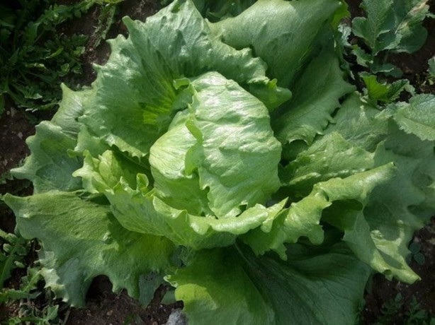 Foto - İşte tüm zamanların en sağlıklı besinleri