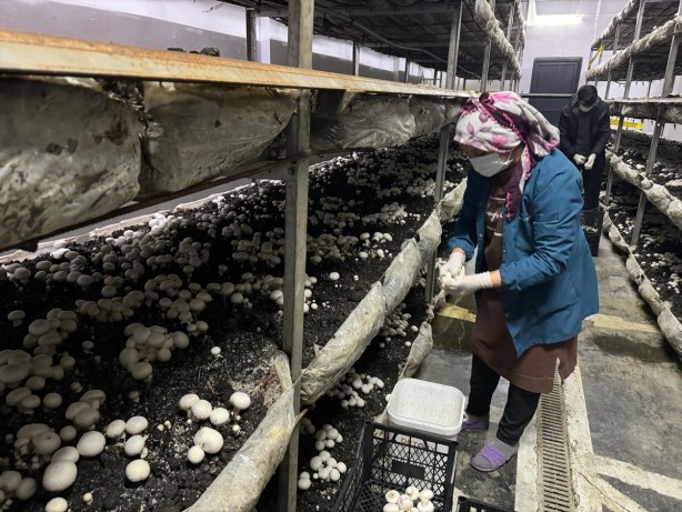 Foto - İşte Türk zekâsı! O sektörde boşluğu tespit edince bu işe başladı! Şimdi çuvalla para kazanıyor! 24 yıllık mimar, bakın şimdi ne iş yapıyor