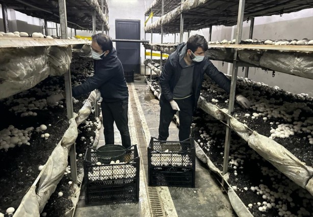 Foto - İşte Türk zekâsı! O sektörde boşluğu tespit edince bu işe başladı! Şimdi çuvalla para kazanıyor! 24 yıllık mimar, bakın şimdi ne iş yapıyor