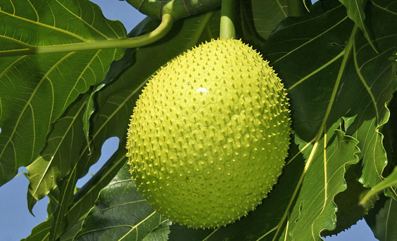 Foto - İşte Türkiye’de de yetişen 8 tropik meyve! Çok şaşıracaksınız…