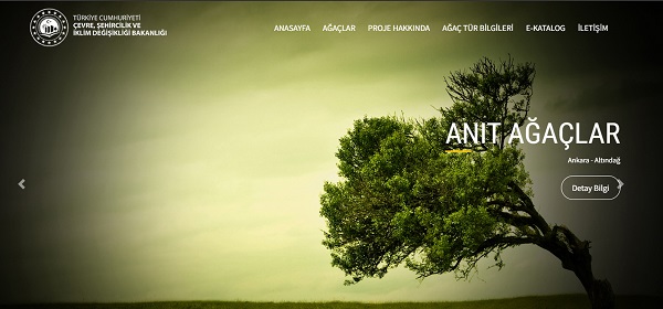 Foto - İşte Türkiye'nin en yaşlı ağacı! İnanması güç ama Tunç Çağı'ndan bu yana ayakta