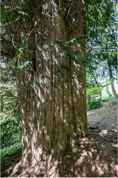 Foto - İşte Türkiye'nin en yaşlı ağacı! İnanması güç ama Tunç Çağı'ndan bu yana ayakta