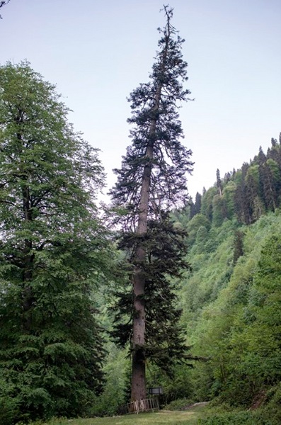 Foto - İşte Türkiye'nin en yaşlı ağacı! İnanması güç ama Tunç Çağı'ndan bu yana ayakta