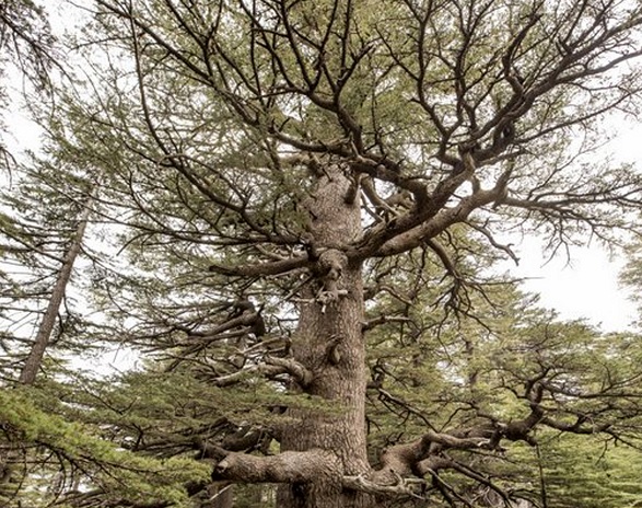 İşte Türkiye'nin en yaşlı ağacı! İnanması güç ama Tunç Çağı'ndan bu yana ayakta