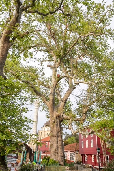 Foto - İşte Türkiye'nin en yaşlı ağacı! İnanması güç ama Tunç Çağı'ndan bu yana ayakta