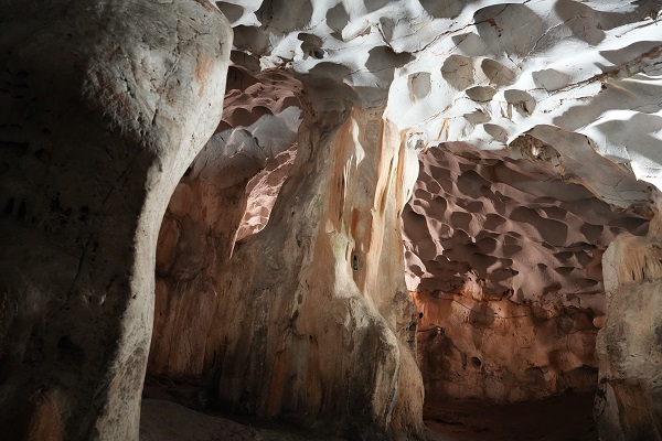 Foto - İşte Türkiye'nin en yaşlı boz ayı kalıntısı