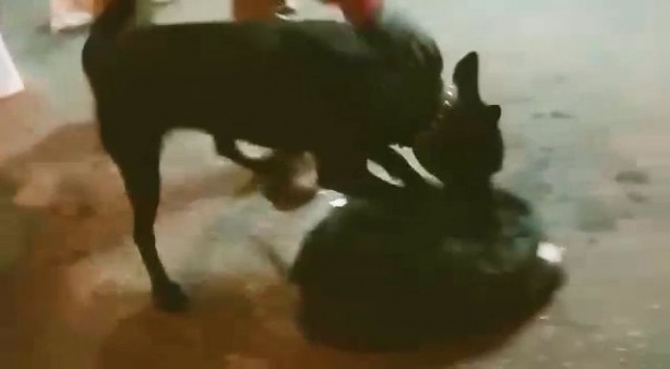 Foto - İstihbarat alan ekipler harekete geçti! Polisin dikkati ortaya çıkardı