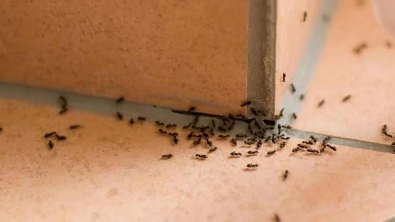 Foto - İstila başladı! Avrupa’nın altından tünel kazıp ilerliyorlar