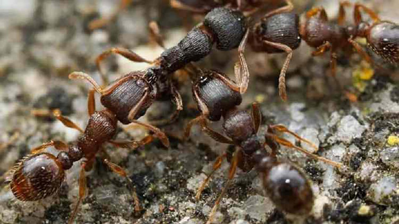 Foto - İstila başladı! Avrupa’nın altından tünel kazıp ilerliyorlar