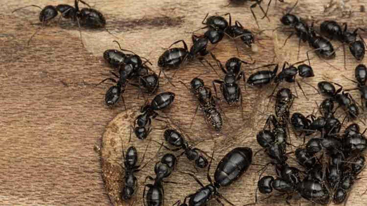 İstila başladı! Avrupa’nın altından tünel kazıp ilerliyorlar