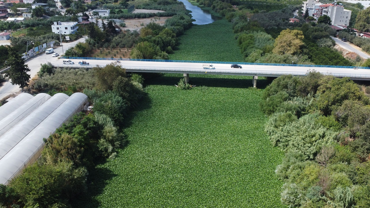Foto - İstilacı bitkiler balıkları öldürüyor! Asi Nehri can çekişiyor