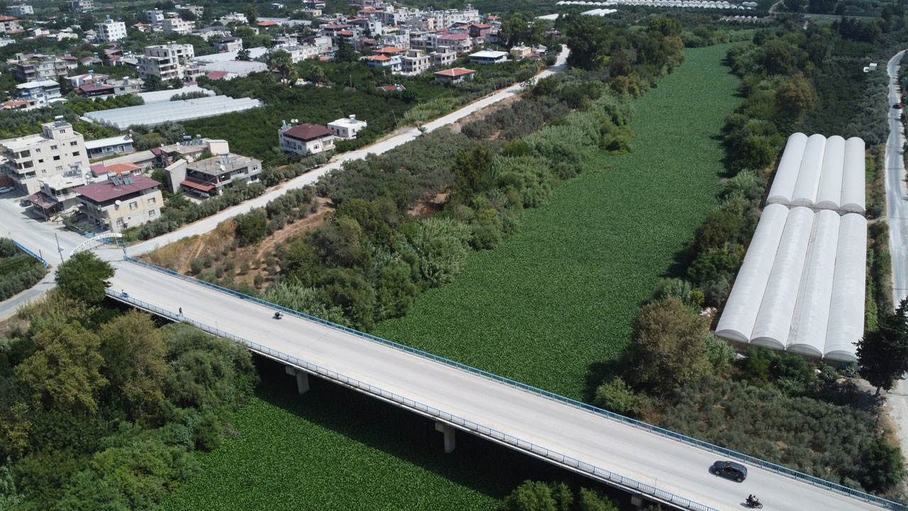 Foto - İstilacı bitkiler balıkları öldürüyor! Asi Nehri can çekişiyor