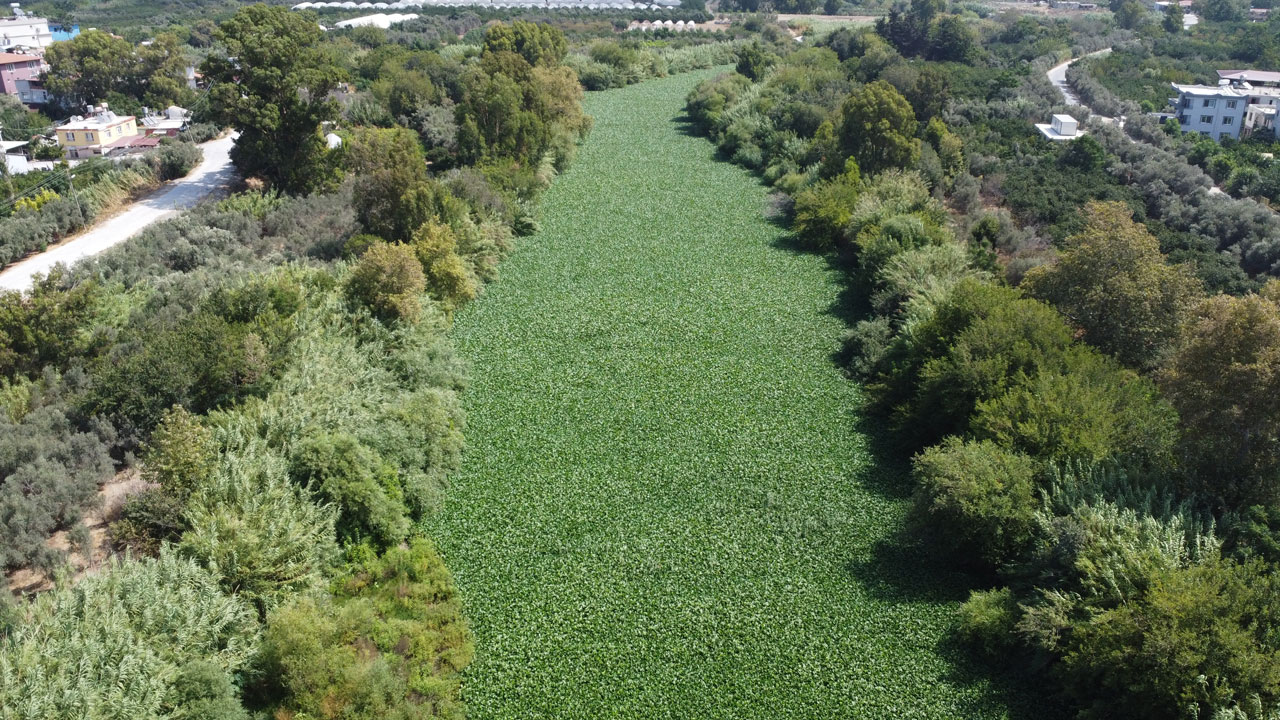 Foto - İstilacı bitkiler balıkları öldürüyor! Asi Nehri can çekişiyor