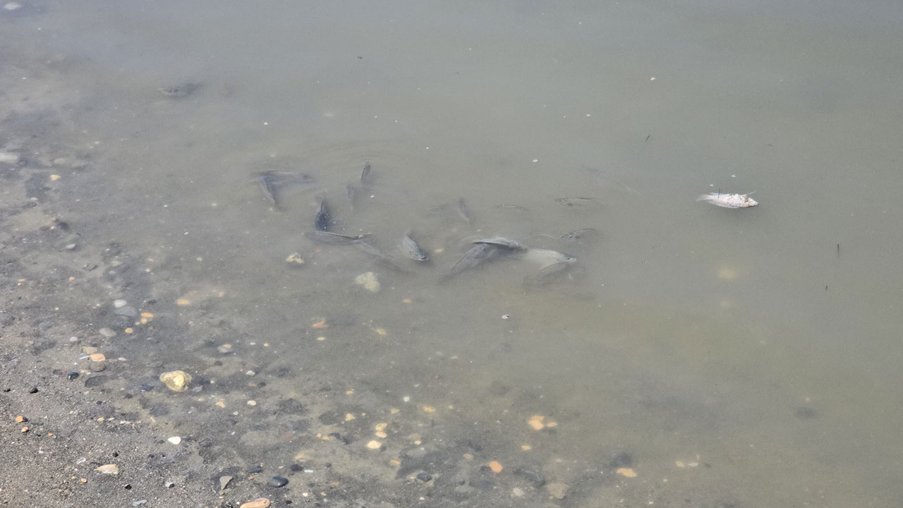 Foto - İstilacı bitkiler balıkları öldürüyor! Asi Nehri can çekişiyor