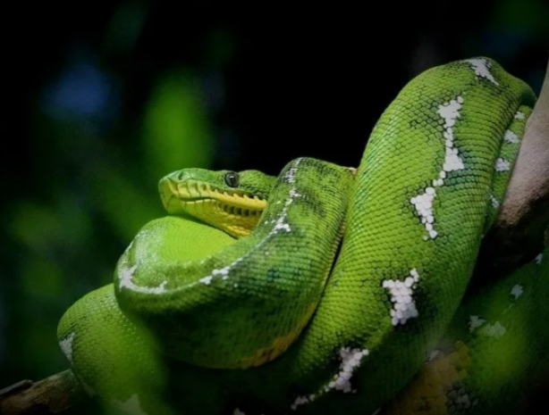 Foto - İstilacı yılanlar her yere yayıldı! Şehirde ne tavuk kaldı ne kedi… İnsanlar dehşeti yaşıyor 