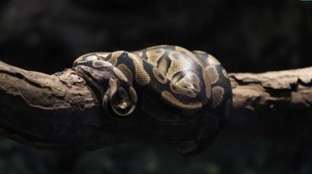 Foto - İstilacı yılanlar her yere yayıldı! Şehirde ne tavuk kaldı ne kedi… İnsanlar dehşeti yaşıyor 