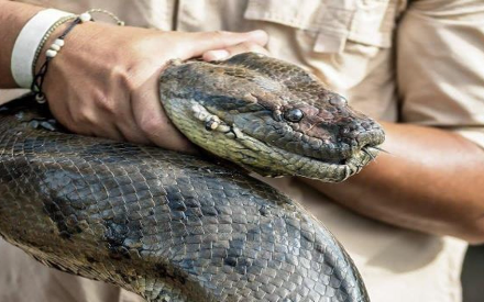 Foto - İstilacı yılanlar her yere yayıldı! Şehirde ne tavuk kaldı ne kedi… İnsanlar dehşeti yaşıyor 